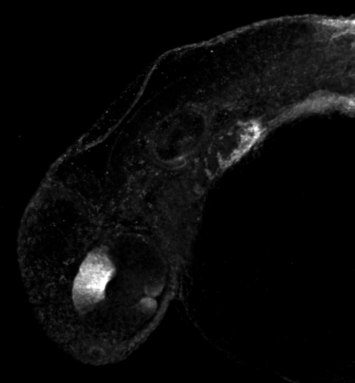 Aldh1a2 antibody detects Aldh1a2 protein on zebrafish by whole mount immunohistochemical analysis. Sample: 2 days-post-fertilization zebrafish embryo. Aldh1a2 antibody (GTX124302) dilution: 1:100. 