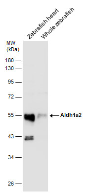 Aldh1a2 antibody detects Aldh1a2 protein on zebrafish by whole mount immunohistochemical analysis. Sample: 2 days-post-fertilization zebrafish embryo. Aldh1a2 antibody (GTX124302) dilution: 1:100. 