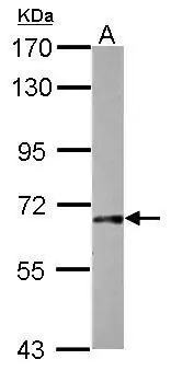 Immunohistochemical analysis of paraffin-embedded zebrafish tissue,using gad1b (GTX124355) antibody at 1:300 dilution.