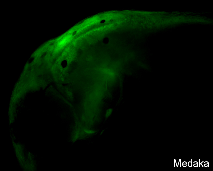 Sox2 antibody detects Sox2 protein on zebrafish by whole mount immunohistochemical analysis. Sample: 1 day-post-fertilization zebrafish embryo. Sox2 antibody (GTX124477) dilution: 1:50. 