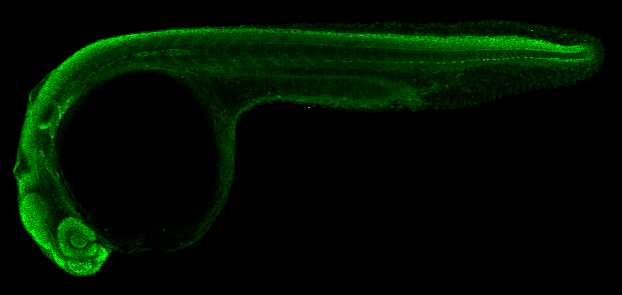 Sox2 antibody detects Sox2 protein on zebrafish by whole mount immunohistochemical analysis. Sample: 1 day-post-fertilization zebrafish embryo. Sox2 antibody (GTX124477) dilution: 1:50. 