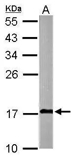 Sample (10 ug of whole cell lysate) A: Adult zebrafish 12% SDS PAGE GTX124479 diluted at 1:1000 
