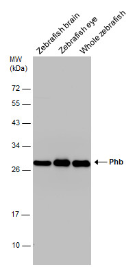 Phb antibody detects Phb protein on whole mount zebrafish by immunohistochemical analysis. Sample: 1 day-post-fertilization zebrafish embryo. Phb antibody (GTX124491) dilution: 1:100.