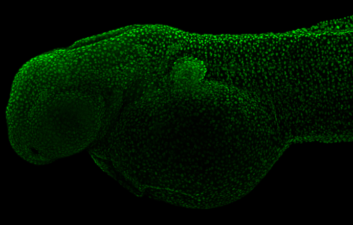 Pcna antibody detects Pcna protein on whole mount zebrafish by immunohistochemical analysis. Sample: 2 day-post-fertilization zebrafish embryo. Pcna antibody (GTX124496) dilution: 1:100.
