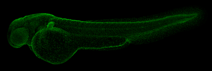 Pcna antibody detects Pcna protein on whole mount zebrafish by immunohistochemical analysis. Sample: 2 day-post-fertilization zebrafish embryo. Pcna antibody (GTX124496) dilution: 1:100.