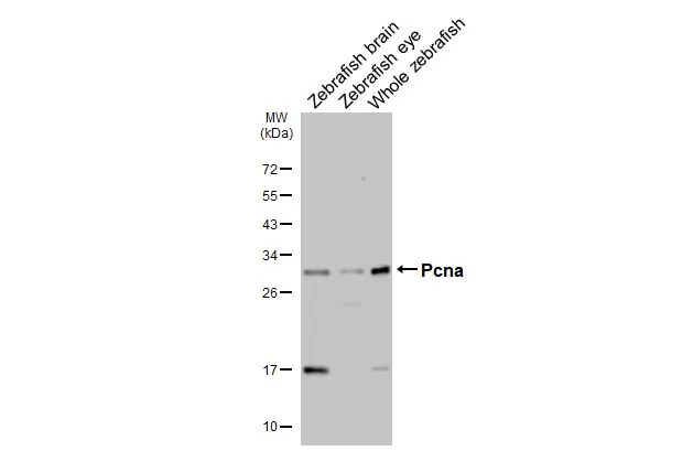 Anti-Pcna antibody (GTX124496) | GeneTex