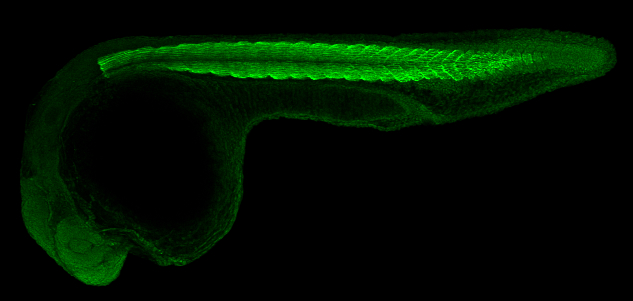 Anti-Acta2 antibody (GTX124505) | GeneTex