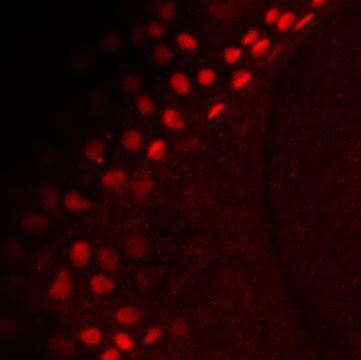 p63 antibody detects p63 protein by western blot analysis. Zebrafish tissue extracts (30 ug) was separated by 7.5% SDS-PAGE,and the membrane was blotted with p63 antibody (GTX124660) at a dilution of 1:2500.