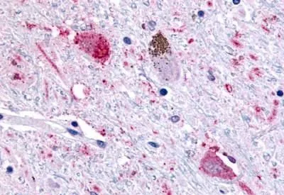 IHC-P analysis of brain, substantia nigra tissue using GTX12571 GPR43 antibody.