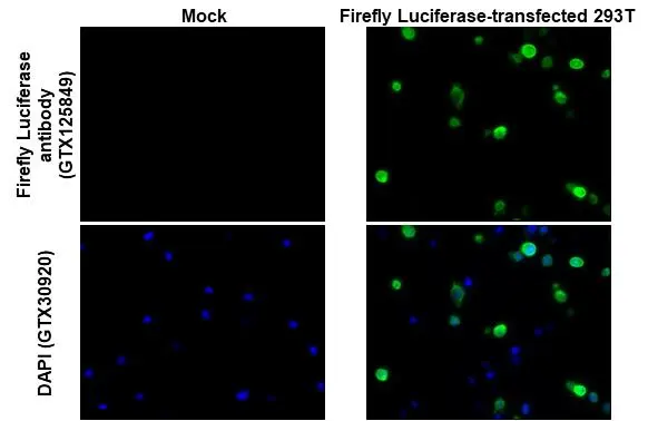 Anti-Firefly Luciferase antibody (GTX125849) | GeneTex