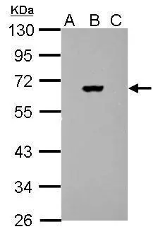 Sample (30 ug of whole cell lysate) A: 293T B: 293T transfected firefly C: 293T transfected Renilla Luciferase 10% SDS PAGE GTX125850 diluted at 1:3000 