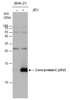 Core protein C (JEV) antibody detects Core protein C (JEV) protein by western blot analysis. Un-infected (-) and infected (+, JEV infection) BHK-21 whole cell extracts (20 μg) were separated by 15% SDS-PAGE, and the membrane was blotted with Core protein C (JEV) antibody (GTX125860) at a dilution of 1:1000.