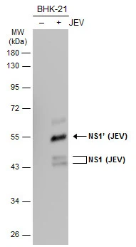 Non-infected (–) and infected (+) BHK-21 whole cell extracts (30 μg) were separated by 10% SDS-PAGE, and the membrane was blotted with NS1 (JEV) antibody (GTX125866) diluted at 1:50000. The HRP-conjugated anti-rabbit IgG antibody (GTX213110-01) was used to detect the primary antibody.