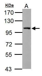 Sample (30 ug of whole cell lysate) A: zebrafish muscle 7.5% SDS PAGE GTX125869 diluted at 1:1000 