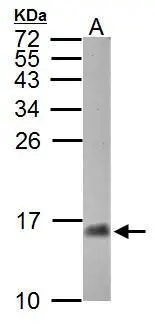 Sample (30 ug of whole cell lysate) A: Zebrafish eye 15% SDS PAGE GTX125882 diluted at 1:1000 