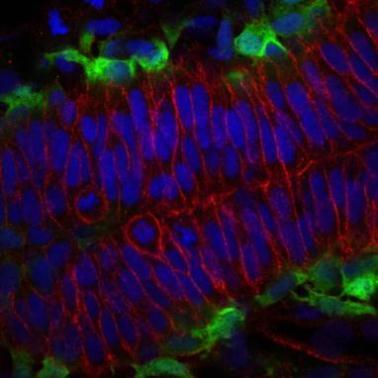 Cdh2 antibody detects Cdh2 protein on cell membranes by immunohistochemical analysis Sample: Agarose-embedded zebrafish embryo Cdh2 antibody (GTX125885) dilution: 1:200. Image provided with permission courtesy of Dr. T. Schilling at UC,Irvine.