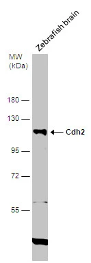 Cdh2 antibody detects Cdh2 protein on cell membranes by immunohistochemical analysis Sample: Agarose-embedded zebrafish embryo Cdh2 antibody (GTX125885) dilution: 1:200. Image provided with permission courtesy of Dr. T. Schilling at UC,Irvine.