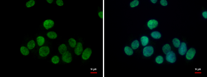 TET1 antibody [N1],N-term detects TET1 protein at nucleus by immunofluorescent analysis.