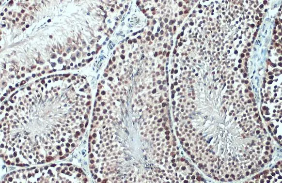 TET1 antibody [N1], N-term detects TET1 protein at nucleus by immunohistochemical analysis. Sample: Paraffin-embedded mouse testis. TET1 stained by TET1 antibody [N1], N-term (GTX125888) diluted at 1:500. Antigen Retrieval: Citrate buffer, pH 6.0, 15 min