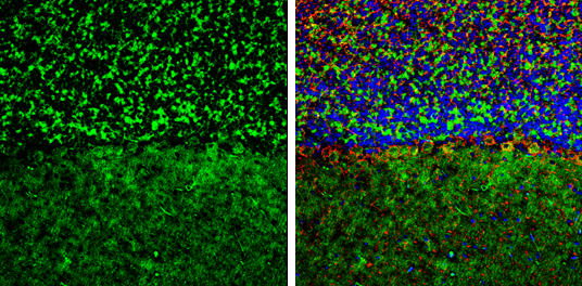 GEF-H1 antibody detects GEF-H1 protein by immunohistochemical analysis. Sample: Frozen-sectioned mouse mouse cerebellum. Green: GEF-H1 stained by GEF-H1 antibody (GTX125893) diluted at 1:250. Red: NF-H, stained by NF-H antibody [GT114] (GTX634289) diluted at 1:500. Blue: Fluoroshield with DAPI (GTX30920).
 Antigen Retrieval: Citrate buffer, pH 6.0, 10 min