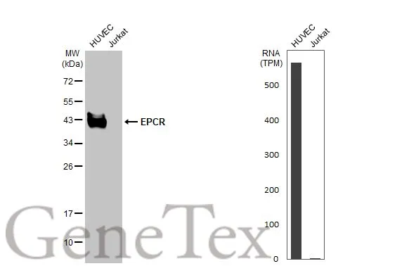 Various whole cell extracts (30 μg) were separated by 12% SDS-PAGE, and the membrane was blotted with EPCR antibody (GTX125912) diluted at 1:1250. The HRP-conjugated anti-rabbit IgG antibody (GTX213110-01) was used to detect the primary antibody. Corresponding RNA expression data for the same cell lines are based on Human Protein Atlas program. Various whole cell extracts (30 μg) were separated by 12% SDS-PAGE, and the membrane was blotted with EPCR antibody (GTX125912) diluted at 1:1250. The HRP-conjugated anti-rabbit IgG antibody (GTX213110-01) was used to detect the primary antibody. Corresponding RNA expression data for the same cell lines are based on Human Protein Atlas program.