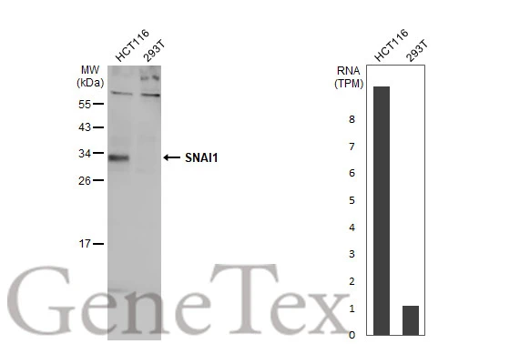 Various whole cell extracts (30 μg) were separated by 12% SDS-PAGE, and the membrane was blotted with SNAI1 antibody (GTX125918) diluted at 1:500. The HRP-conjugated anti-rabbit IgG antibody (GTX213110-01) was used to detect the primary antibody, and the signal was developed with Trident femto Western HRP Substrate. Corresponding RNA expression data for the same cell lines are based on Human Protein Atlas program.