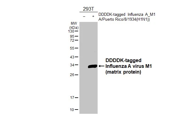 Non-transfected (–) and transfected (+) 293T whole cell extracts (30 μg) were separated by 12% SDS-PAGE, and the membrane was blotted with Influenza A virus M1 (matrix protein) antibody (GTX125928) diluted at 1:5000. The HRP-conjugated anti-rabbit IgG antibody (GTX213110-01) was used to detect the primary antibody.