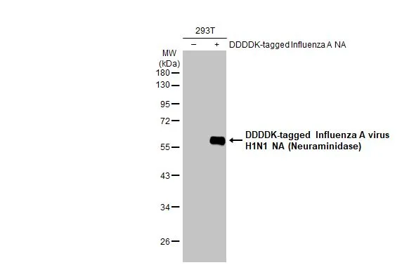Anti-Influenza A virus H1N1 NA (Neuraminidase) antibody