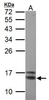 Sample (30 ug of whole cell lysate) A: Zebrafish whole 12% SDS PAGE GTX125986 diluted at 1:1000 