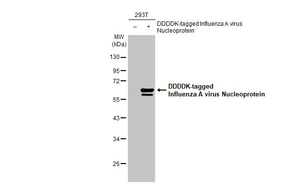 Anti-Influenza A virus Nucleoprotein antibody (GTX125989
