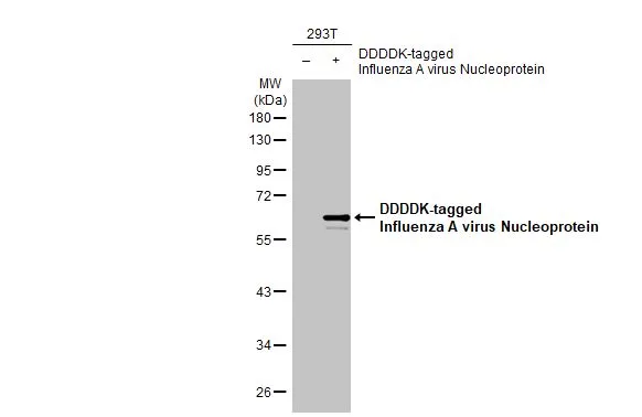Anti-Influenza A virus Nucleoprotein antibody (GTX125989) | GeneTex