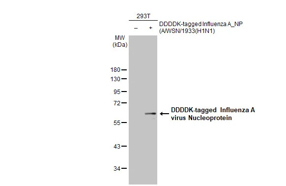 Anti-Influenza A virus Nucleoprotein antibody (GTX125989) | GeneTex