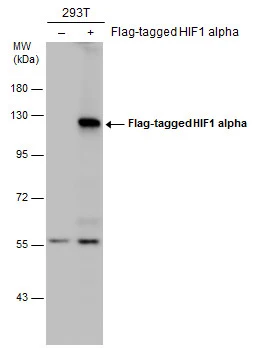 Non-transfected (–) and transfected (+) 293T whole cell extracts (30 μg) were separated by 7.5% SDS-PAGE, and the membrane was blotted with HIF1 alpha antibody (GTX127309) diluted at 1:5000. The HRP-conjugated anti-rabbit IgG antibody (GTX213110-01) was used to detect the primary antibody.