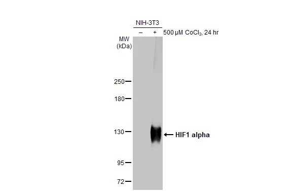 Anti-HIF1 alpha antibody (GTX127309) | GeneTex