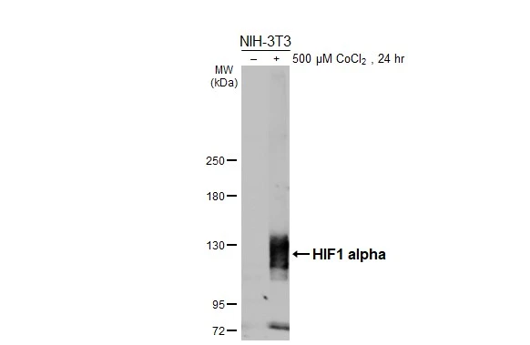 Anti-HIF1 alpha antibody (GTX127309) | GeneTex
