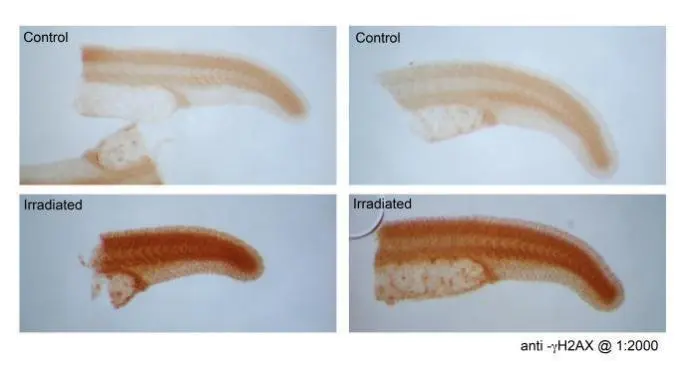 Untreated (�) and treated (+) zebrafish embryos extracts (30 ug) were separated by 15% SDS-PAGE,and the membrane was blotted with Histone H2A.XS139ph (phospho Ser139) antibody (GTX127342) diluted at 1:1000.