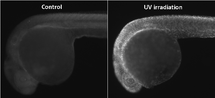 Anti-Histone H2A.XS139ph (phospho Ser139) antibody (GTX127342) | GeneTex