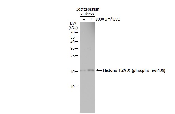 Untreated (�) and treated (+) zebrafish embryos extracts (30 ug) were separated by 15% SDS-PAGE,and the membrane was blotted with Histone H2A.XS139ph (phospho Ser139) antibody (GTX127342) diluted at 1:1000.