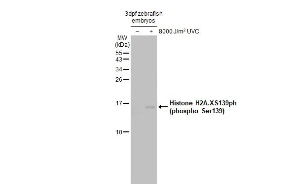 Anti-Histone H2A.XS139ph (phospho Ser139) antibody (GTX127342) | GeneTex