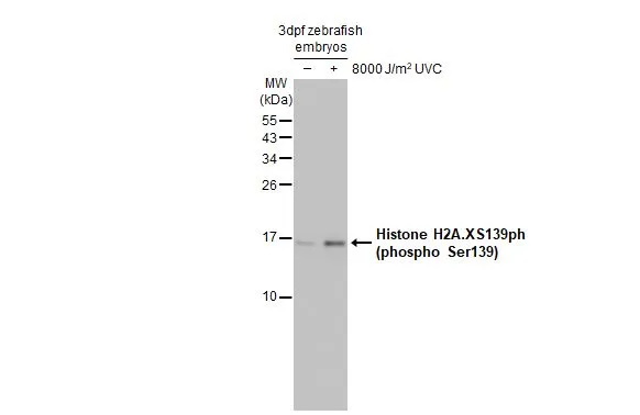 Anti-Histone H2A.XS139ph (phospho Ser139) antibody Anti-Histone H2A.XS139ph (phospho Ser139) antibody