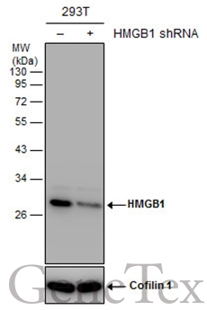 Non-transfected (–) and transfected (+) 293T whole cell extracts (30 μg) were separated by 12% SDS-PAGE, and the membrane was blotted with HMGB1 antibody (GTX127344) diluted at 1:5000.