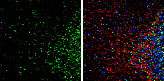HMGB1 antibody detects HMGB1 Protein expression by immunohistochemical analysis. Sample: Frozen-sectioned adult mouse cerebellum. Green: HMGB1 stained by HMGB1 antibody (GTX127344) diluted at 1:250. Red: NF-H, stained by NF-H antibody [GT114] (GTX634289) diluted at 1:500. Blue: Fluoroshield with DAPI (GTX30920). 
 Antigen Retrieval: Citrate buffer, pH 6.0, 5 min