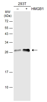Non-transfected (–) and transfected (+) 293T whole cell extracts (30 μg) were separated by 12% SDS-PAGE, and the membrane was blotted with HMGB1 antibody (GTX127344) diluted at 1:3000. The HRP-conjugated anti-rabbit IgG antibody (GTX213110-01) was used to detect the primary antibody.