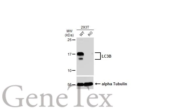 Untreated (�) and treated (+) HepG2 whole cell extracts (30 ug) were separated by 15% SDS-PAGE,and the membrane was blotted with LC3B antibody (GTX127375) diluted at 1:1000.