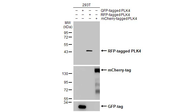 RFP antibody
