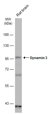 Dynamin 3 antibody