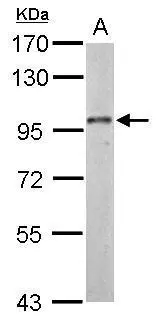 Dynamin 3 antibody