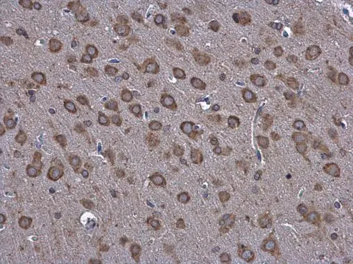 Hspa5 antibody detects Hspa5 protein at cytoplasm in rat brain by immunohistochemical analysis. Sample: Paraffin-embedded rat brain. Hspa5 antibody (GTX127934) diluted at 1:500. 
 Antigen Retrieval: Citrate buffer, pH 6.0, 15 min