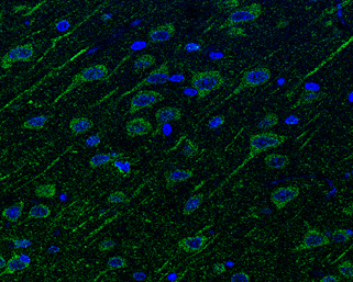 Neuropilin 1 antibody