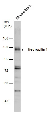 Neuropilin 1 antibody